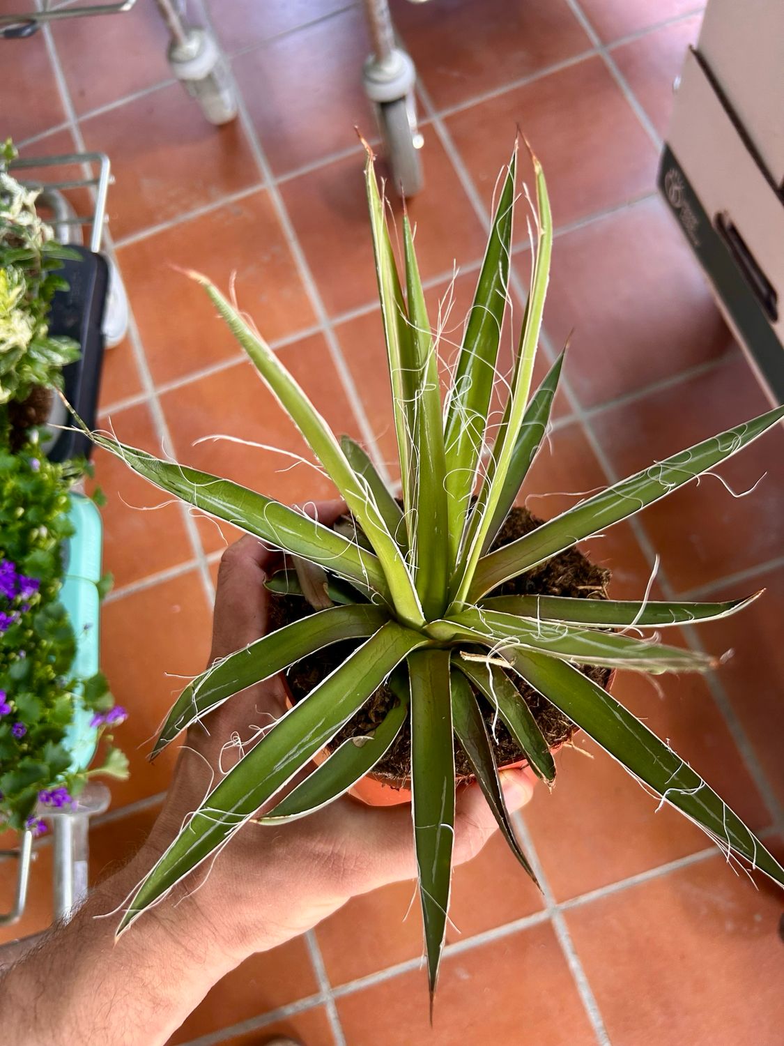 Agave Filifera - vaso Ø13 cm