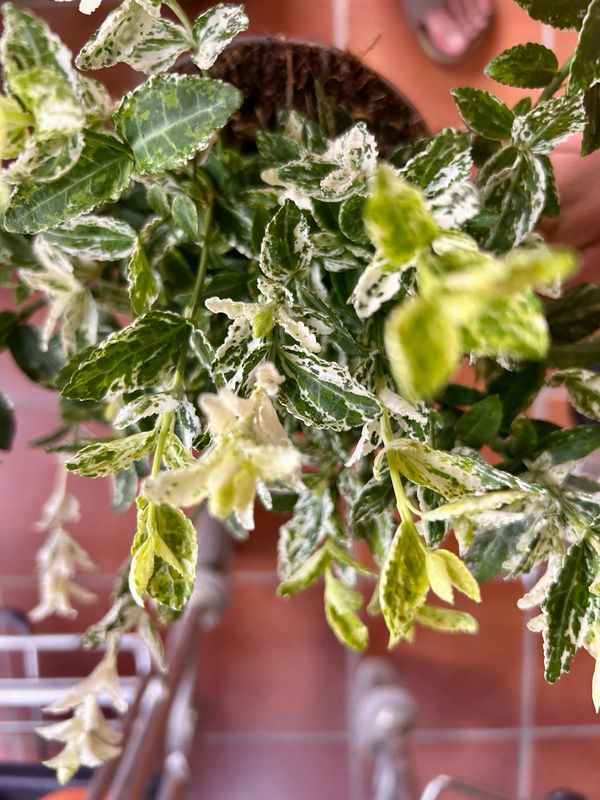 Evonimo, Euonymus fortunei &#39;Harlequin&#39; - vaso Ø13 cm