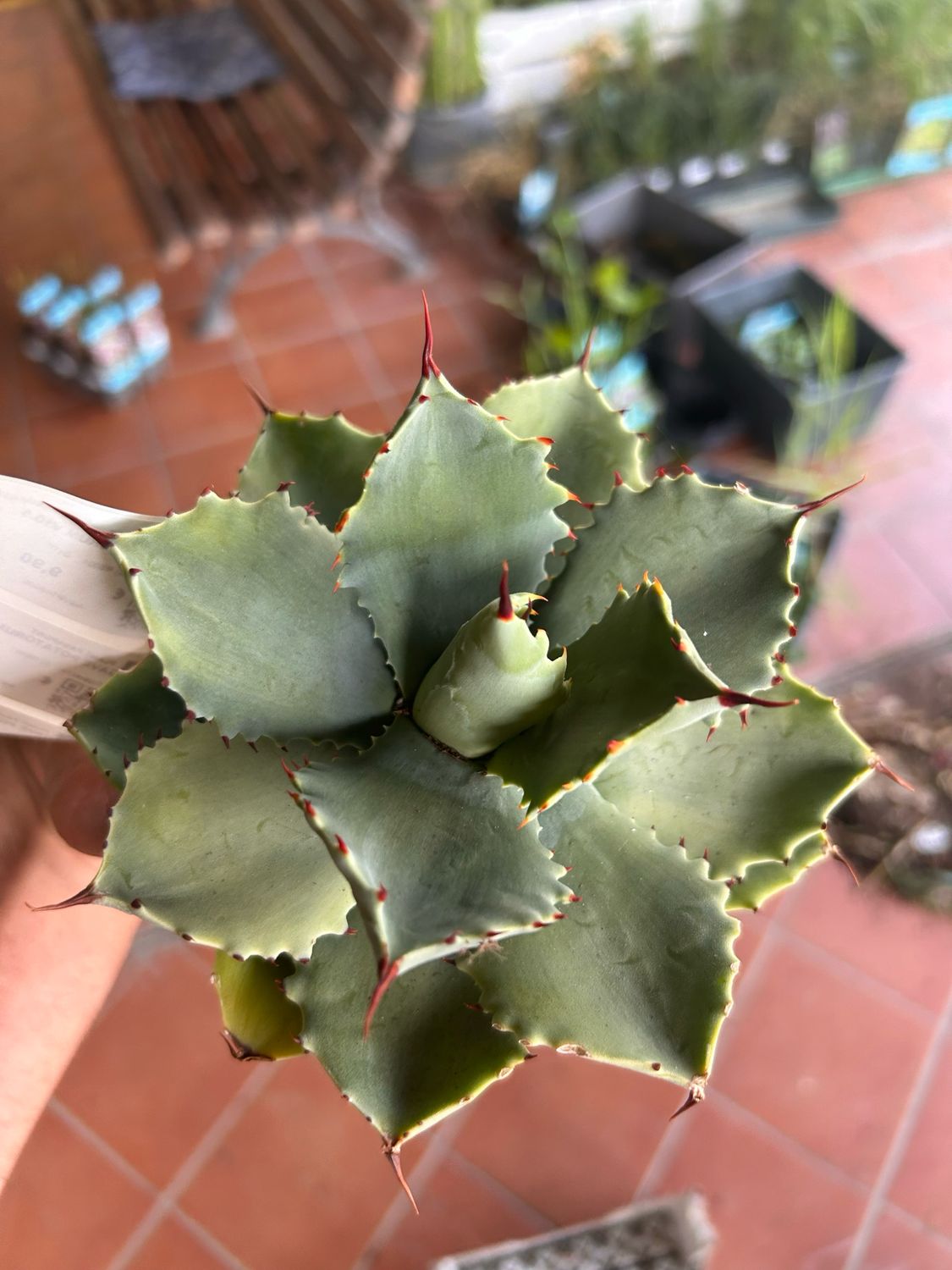 Agave Potatorum  - vaso Ø10.5 cm