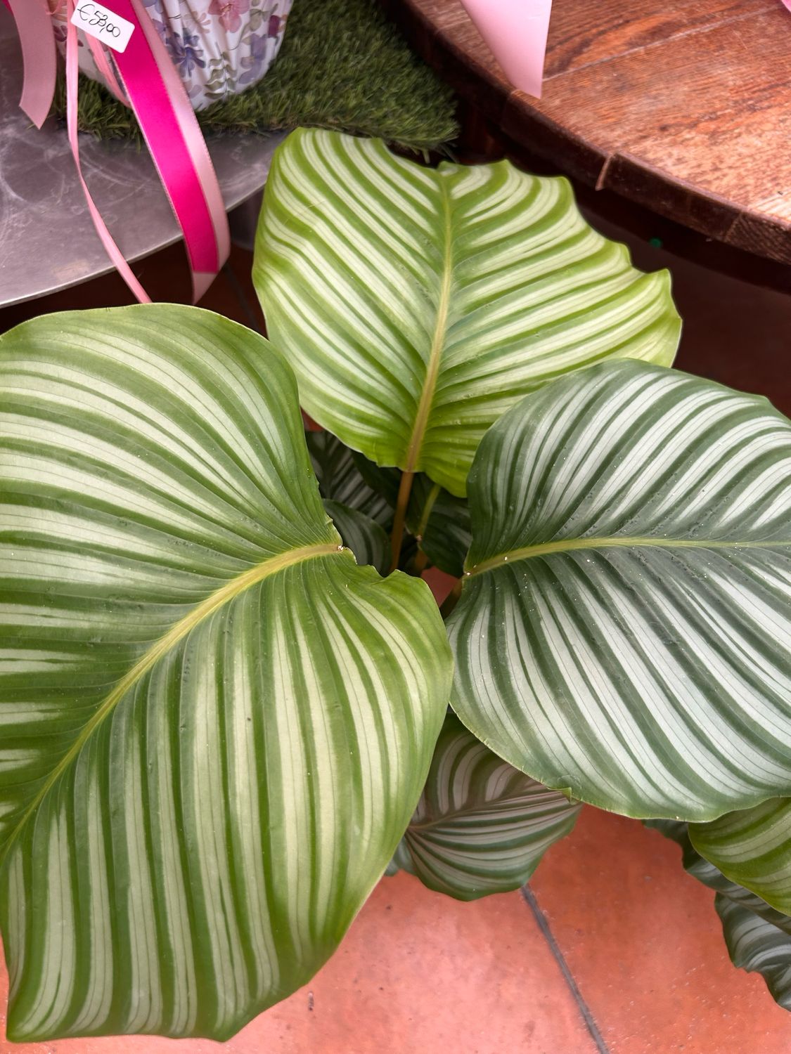 Calathea Orbifolia - v18