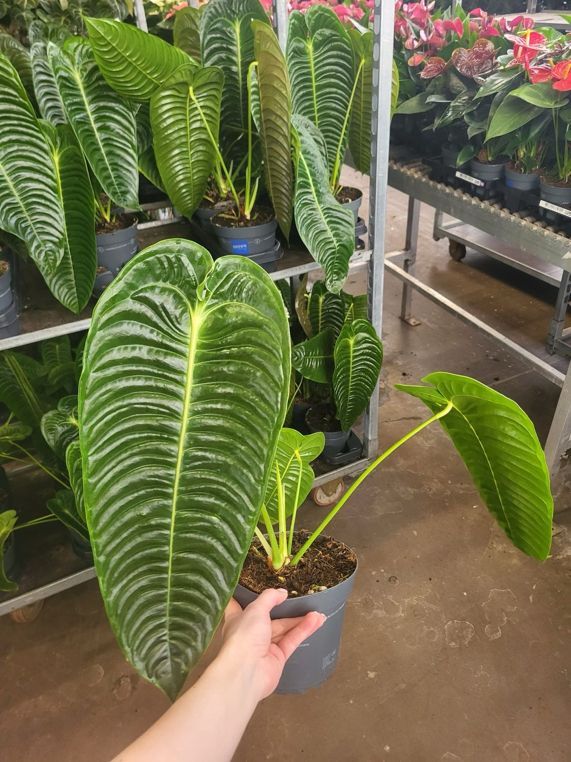 Anthurium veitchii ,  Re degli Anturium  - vaso Ø17 cm