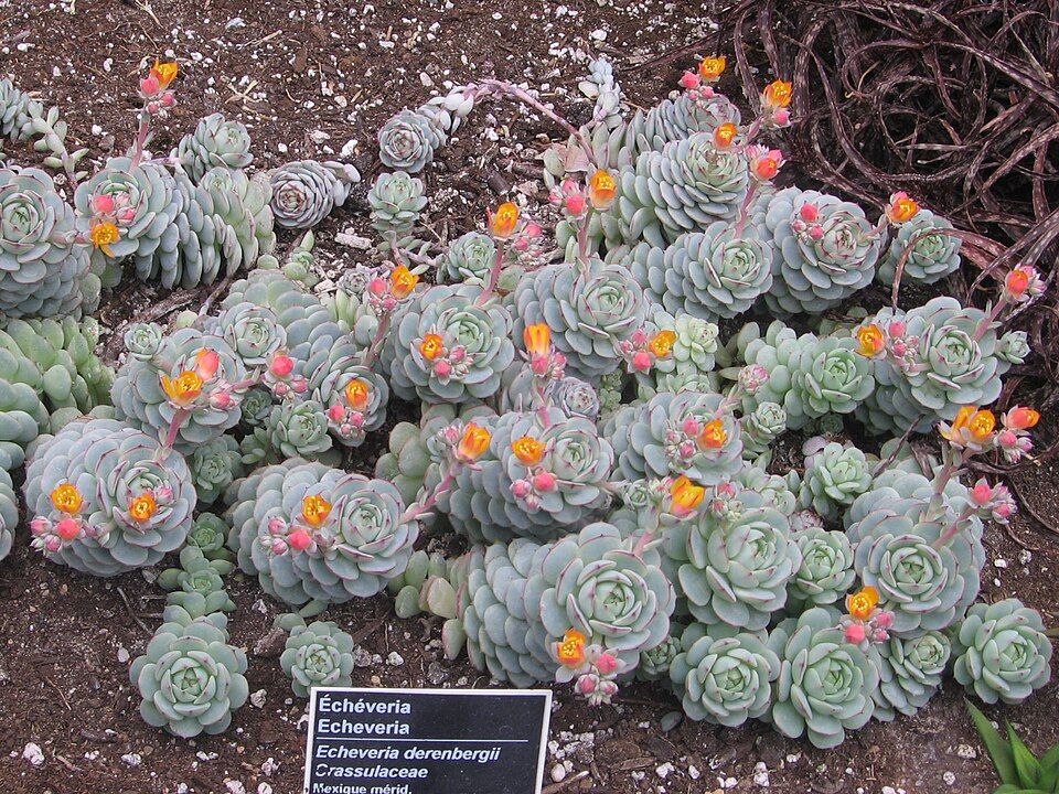 Echeveria derenbergii - vaso Ø8.5 cm