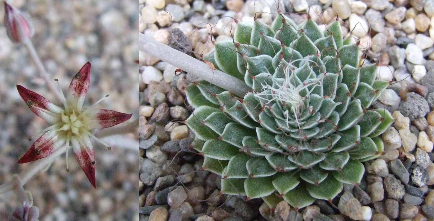 Graptopetalum filiferum - vaso 5.5 cm
