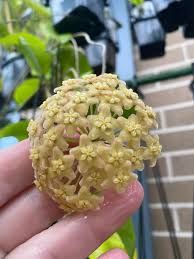 Hoya Dimorpha - vaso Ø10,5 cm