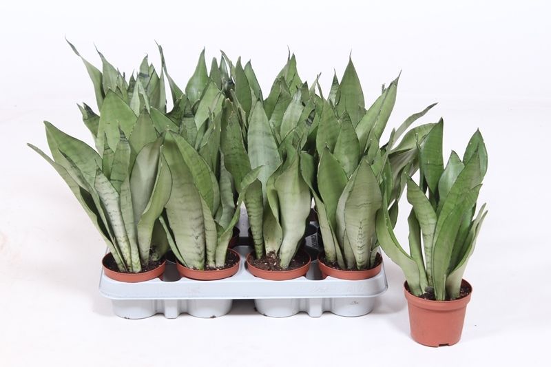 Sansevieria trifasciata &#39;Moonshine&#39;, Sanseveria - vaso Ø12 cm