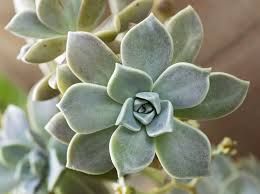 Graptopetalum paraguayense - vaso 8.5 cm