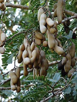 Tamarindus indica - tamarindo - vaso Ø23 cm