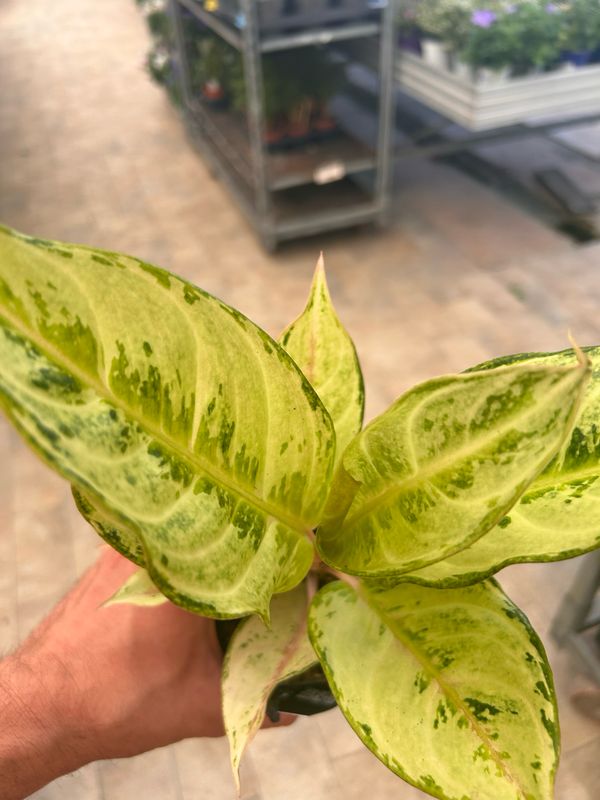 Aglaonema &#39;Chartreuse&#39; - vaso Ø12 cm