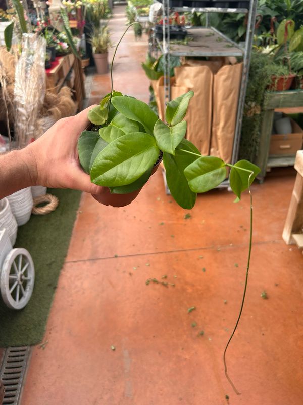 Hoya Dimorpha - vaso Ø10,5 cm