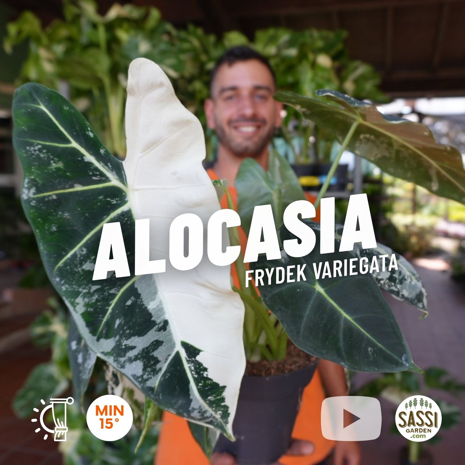 Alocasia Frydek Variegata - vaso Ø19 cm