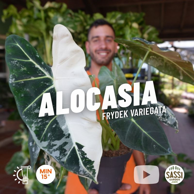 Alocasia Frydek Variegata - vaso Ø14 cm