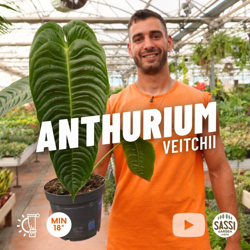 Anthurium veitchii, Re degli Anturium - vaso Ø17 cm