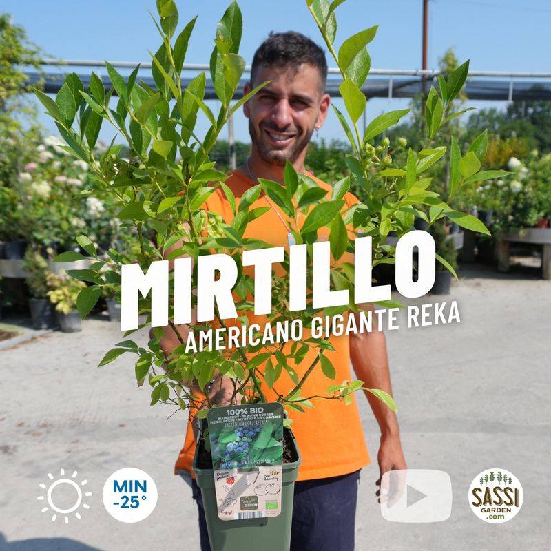Mirtillo americano alto &#39;Reka&#39;, Vaccinium corymbosum - VP. 19 cm alto