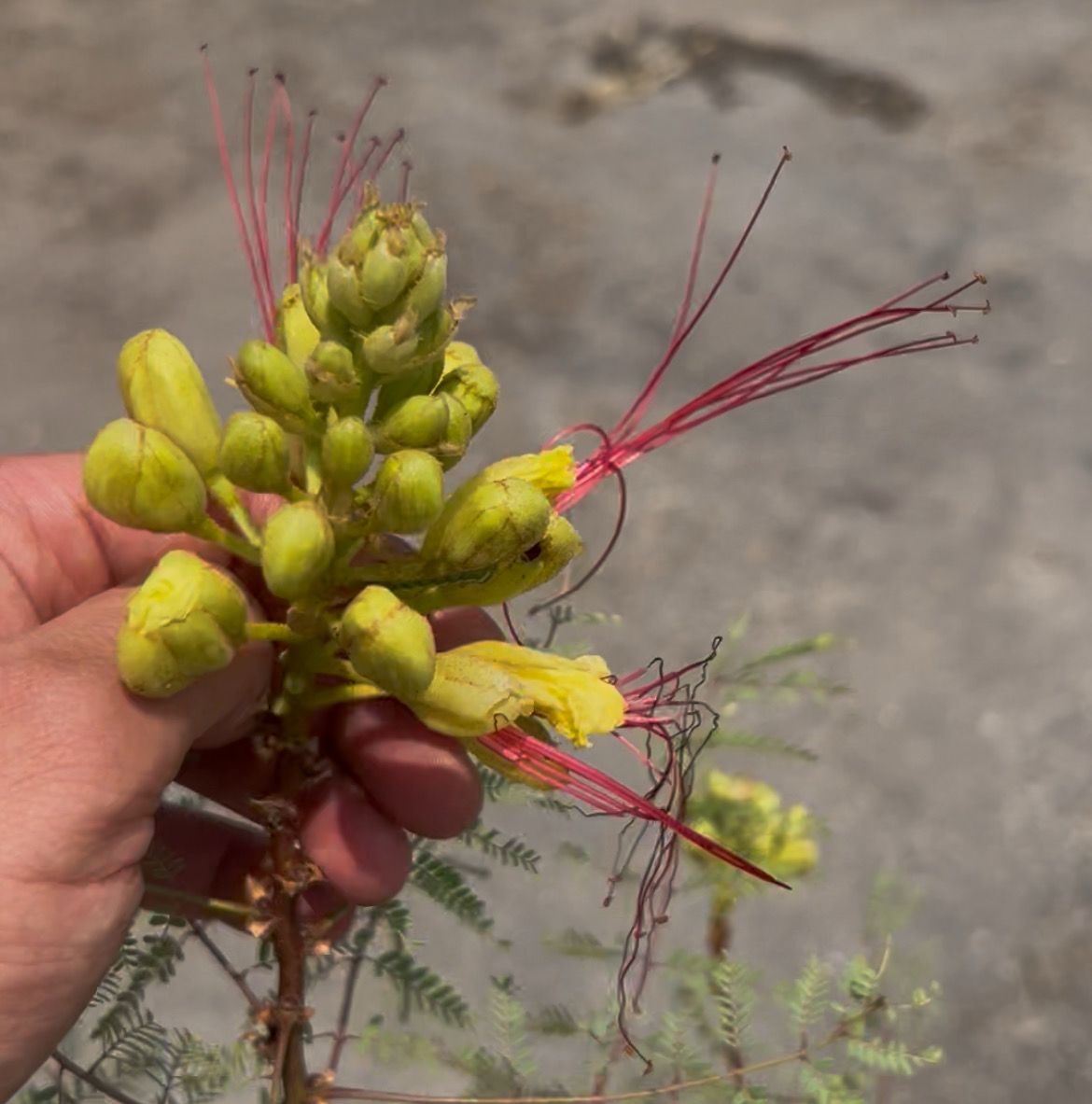 Caesalpinia gilliesii - poinciana gialla - Uccello del Paradiso - Albero del fuoco - vaso 24 cm, h 75-85 cm