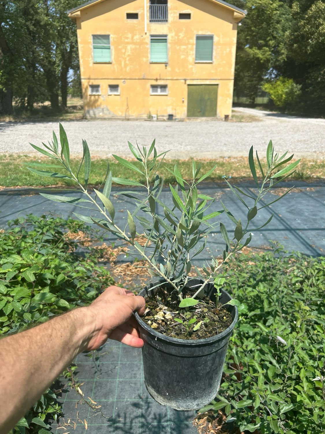 Ulivo Cipressino, Olivo, Olea Europea - vaso Ø17 cm h 40/60 cm