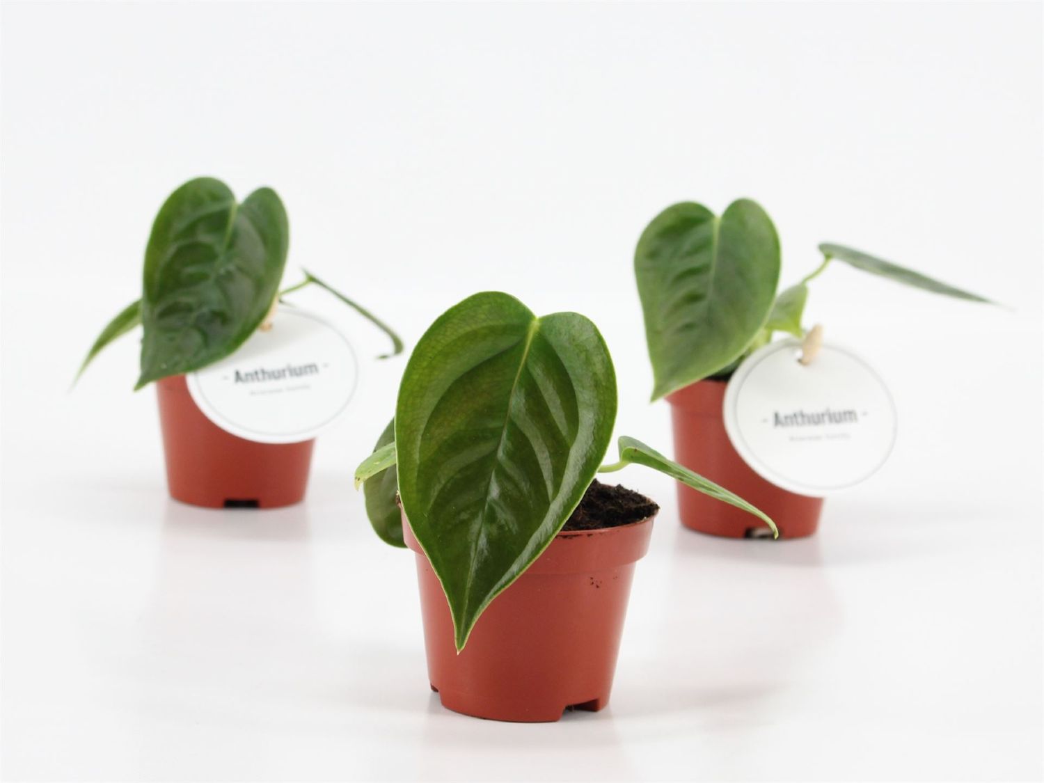 Anthurium veitchii BABY PLANT, Re degli Anturium - vaso Ø6 cm ( presenti al garden da giovedi 26/6)