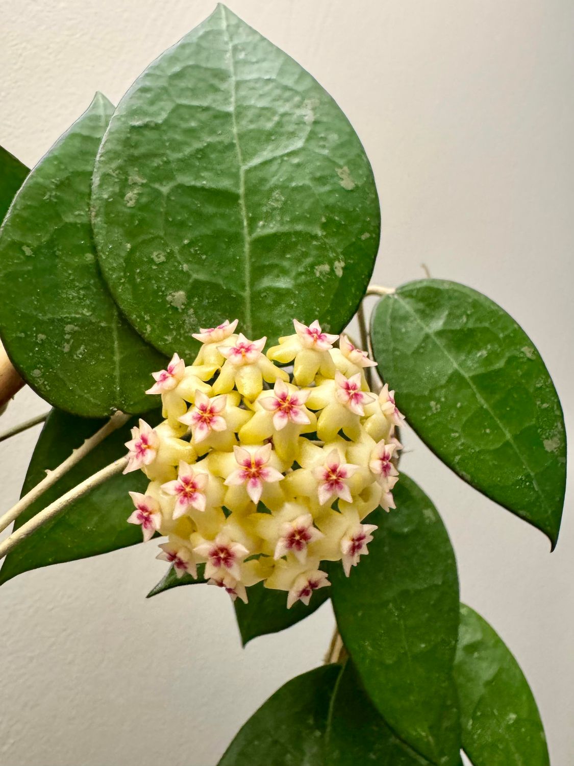 Hoya verticillata ‘ Black Margin ’ - vaso Ø5,5 cm