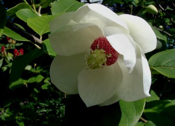 Magnolia sieboldii -  magnolia di Siebold - vaso Ø18 cm