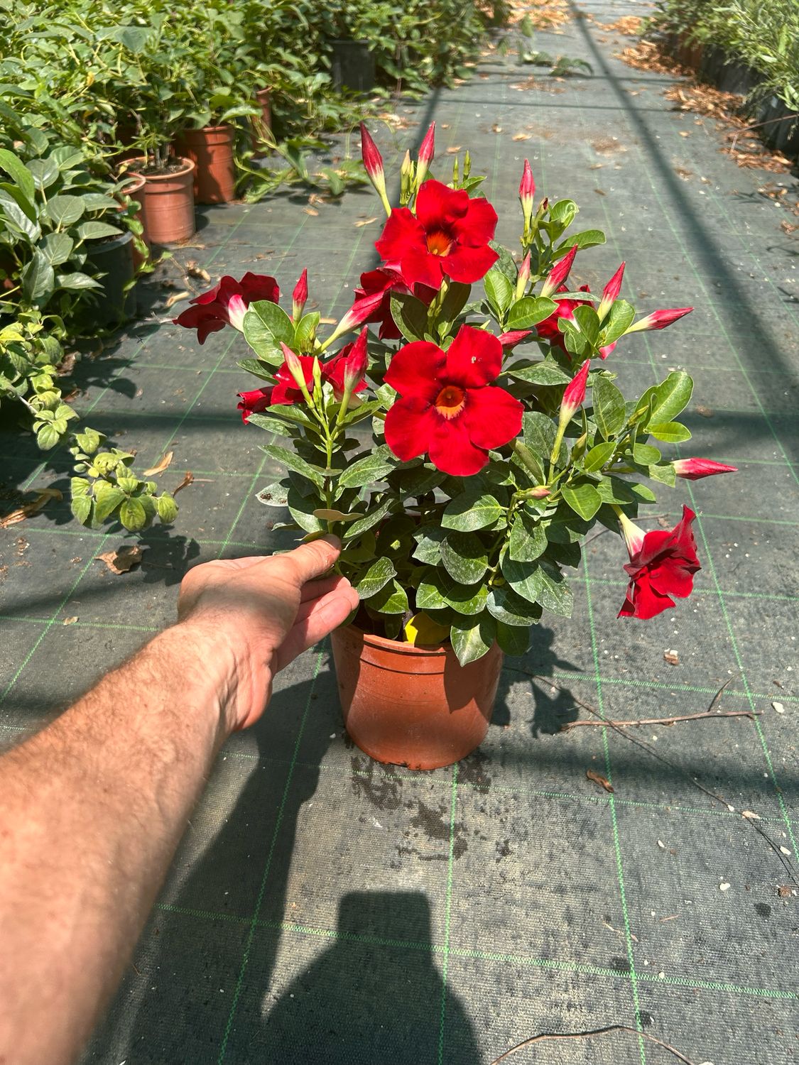 Dipladenia - Mandevilla sanderi - vaso Ø18 cm SOLO ROSSA