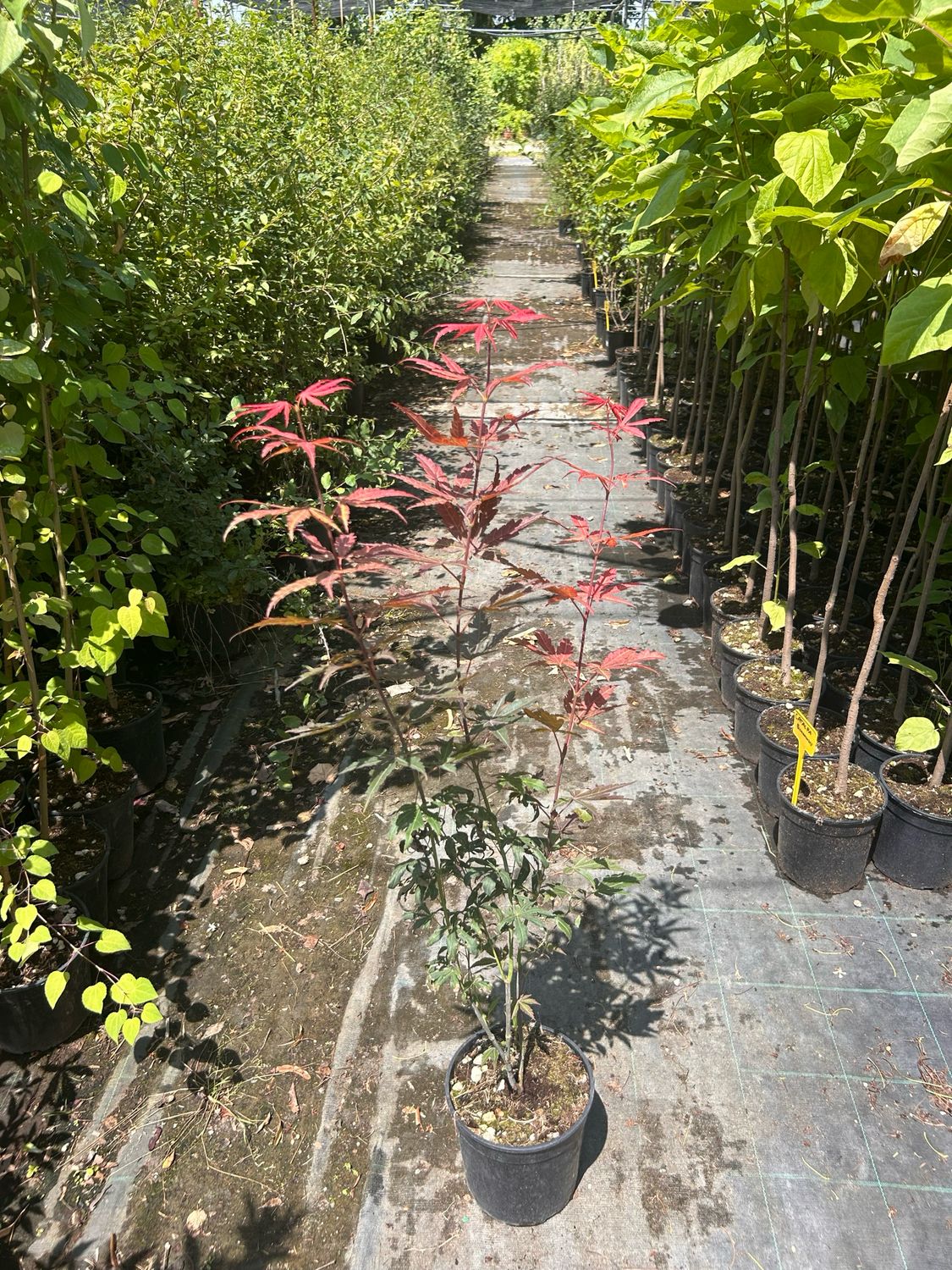 Acer palmatum &#39;Atropurpureum&#39;, Acero Giapponese Palmato Rosso - vaso Ø17 cm, h 70 cm