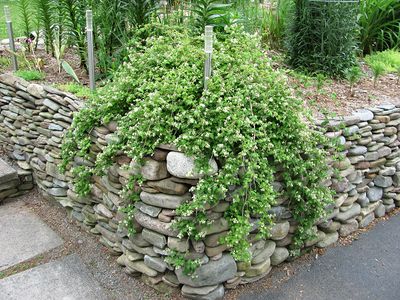 Stephanandra incisa 'Crispa' - vaso Ø18 cm Stephanandra incisa 'Crispa' - vaso Ø18 cm