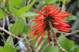 Erythrina coralloides, Albero del corallo, Ceibo, Albero del fuoco,  - vaso 18 cm, h 35 cm