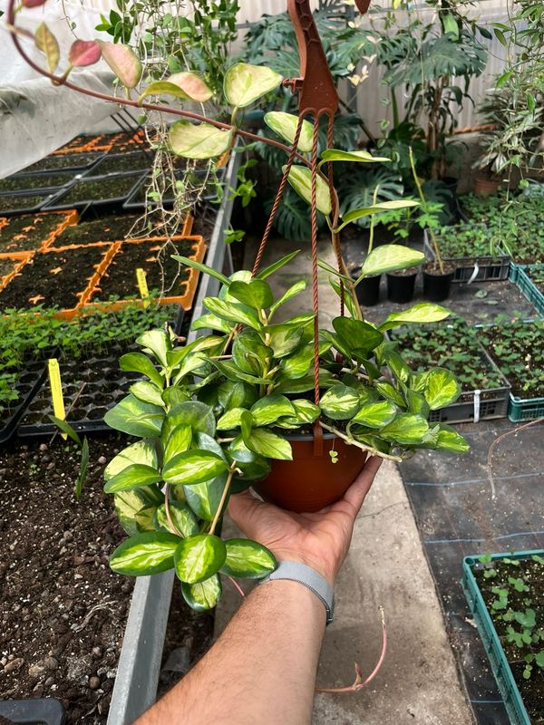 Hoya Australis Lisa, Fiore di Cera - basket Ø17 cm