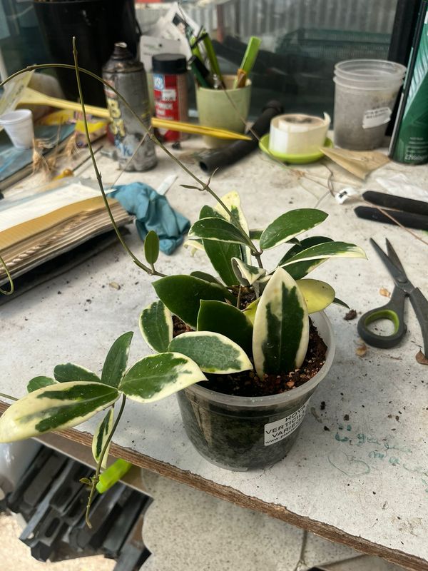 Hoya acuta &#39;Albomarginata&#39;, Fiore di Cera - vaso Ø12 cm