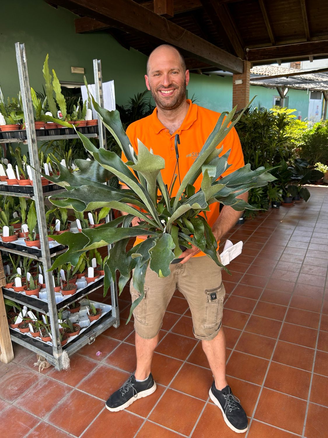 Platycerium bifurcatum &#39; Netherlands &#39; - Felce corna di Alce - Felce cornuta - basket Ø17 cm xxl