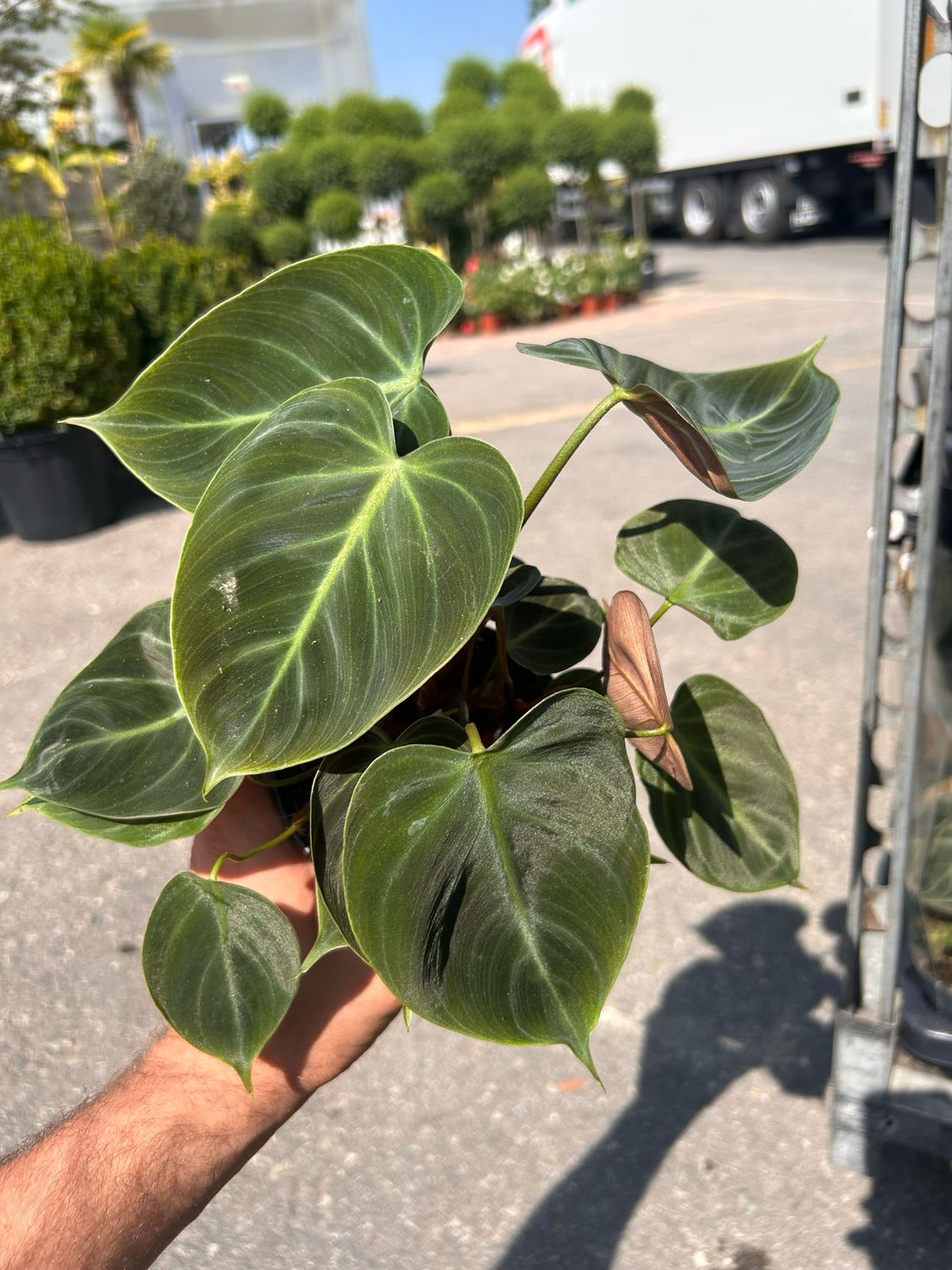 Philodendron &#39; Choco Red &#39; , Filodendro - vaso Ø12 cm