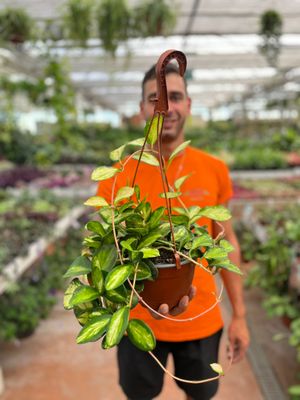 Hoya Australis Lisa, Fiore di Cera - basket Ø17 cm