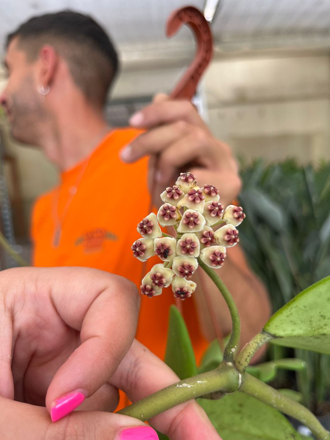 Hoya kerrii, Pianta del cuore, 3 foglie - Basket Ø17 cm