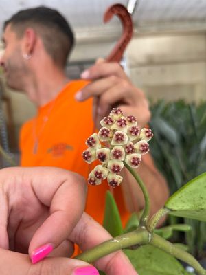 Hoya kerrii, Pianta del cuore, 3 foglie - Basket Ø17 cm