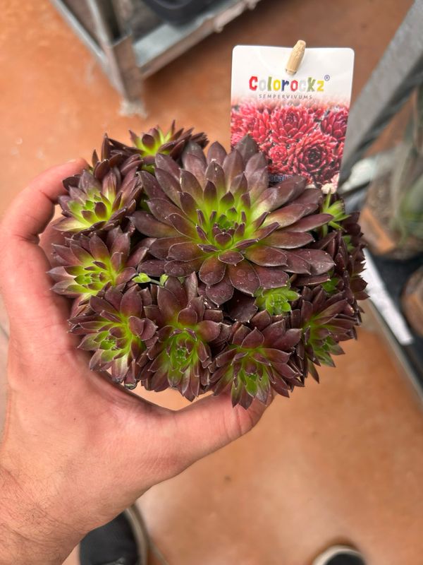 Sempreverdi, Sempervivum arachnoideum &#39;Colorockz Coral Red&#39; - vaso Ø12 cm