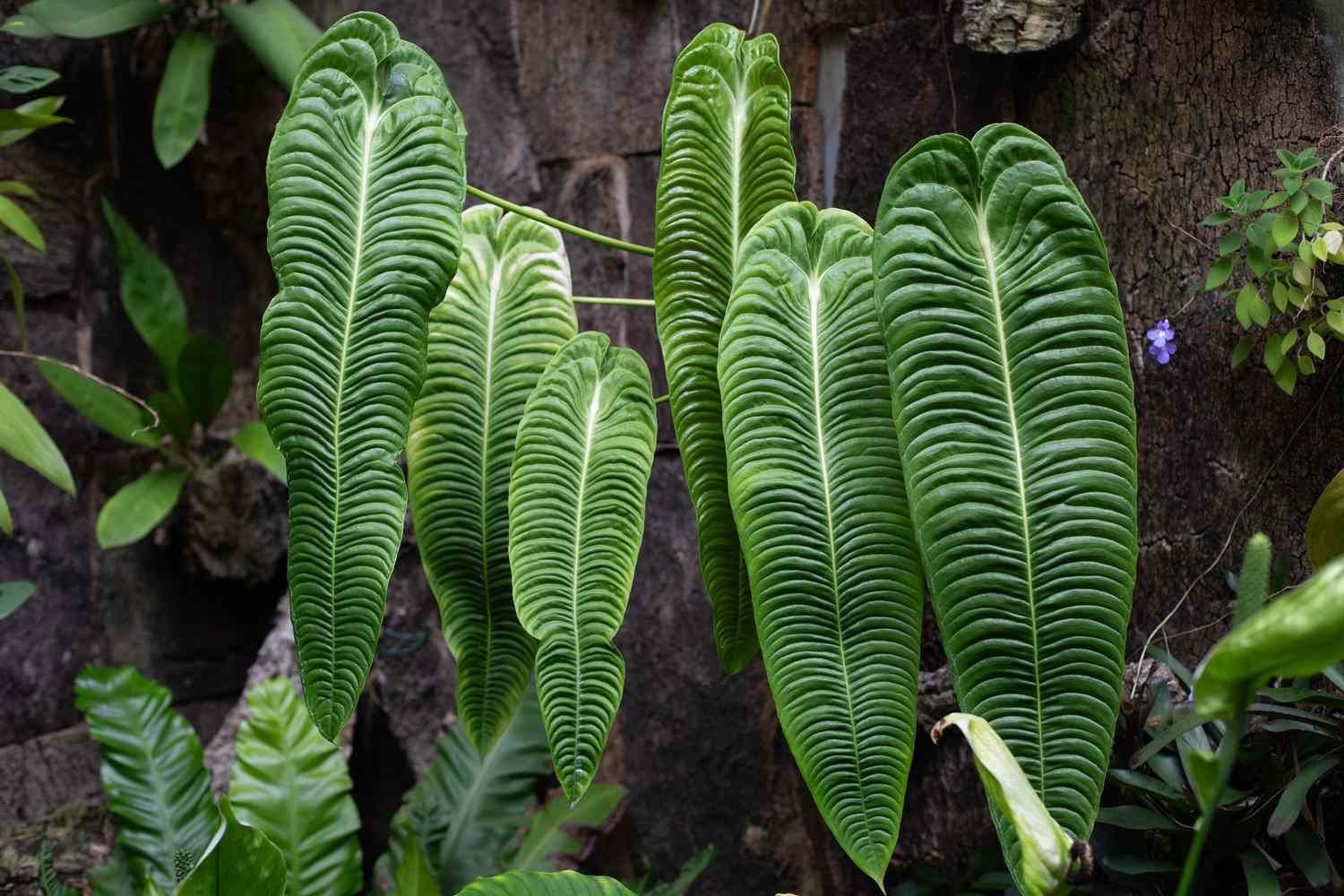 Anthurium veitchii BABY PLANT, Re degli Anturium - vaso Ø6 cm