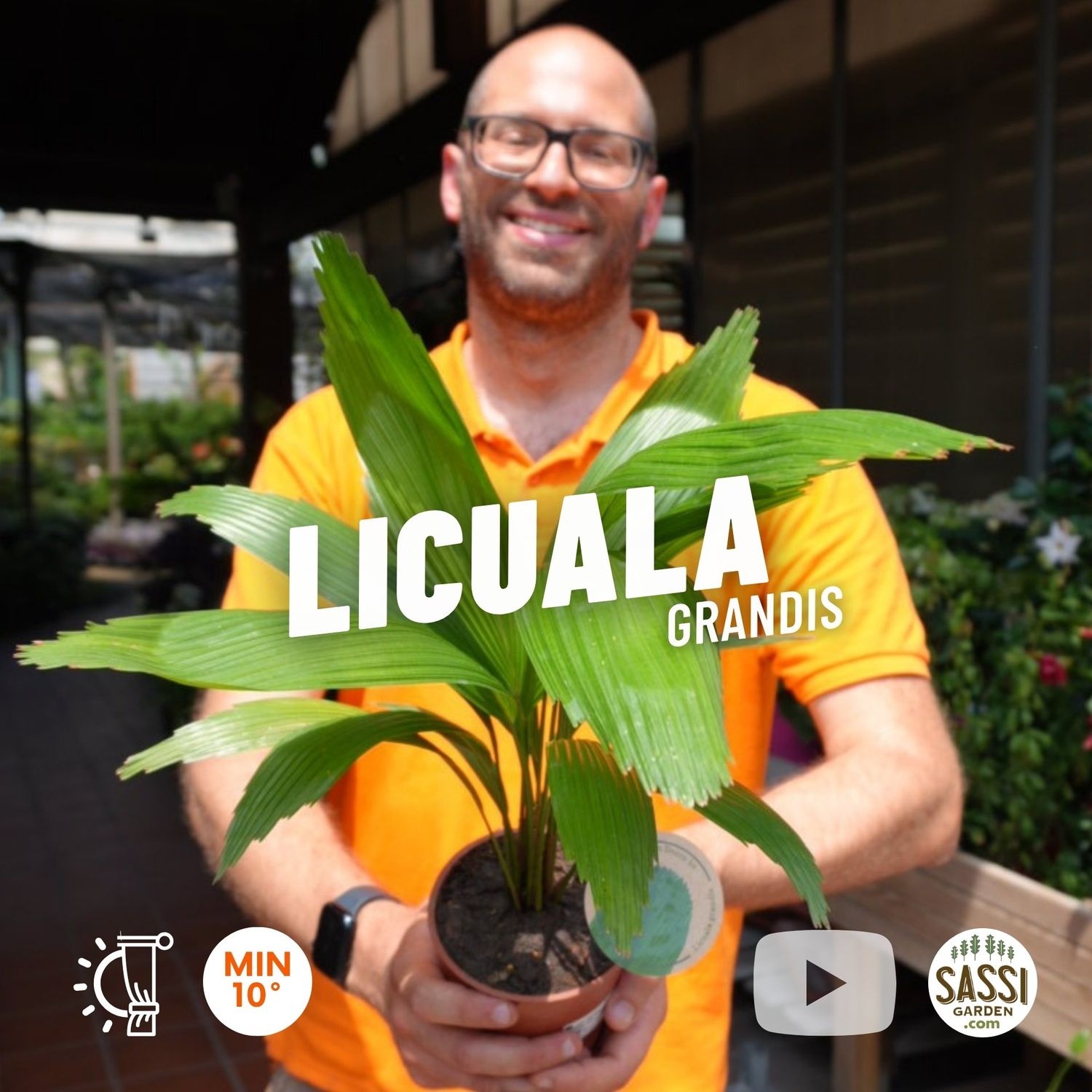 Licuala Grandis, Palma a ventaglio - vaso Ø12 cm