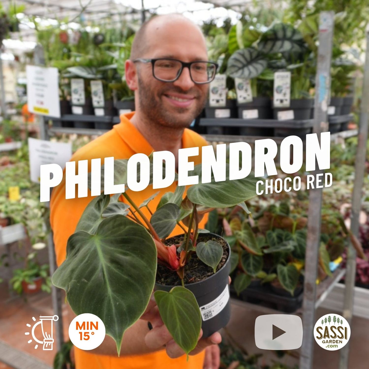 Philodendron &#39;Choco Red&#39;, Filodendro cioccolato - vaso Ø12 cm
