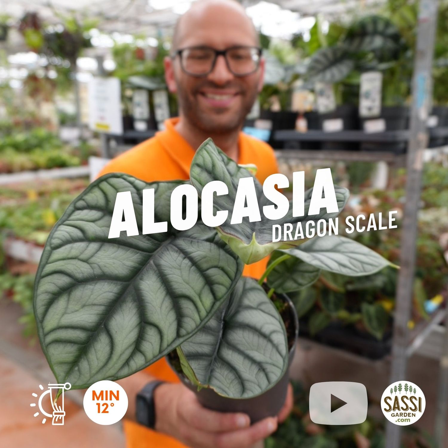 Alocasia Baginda &#39;Dragon Scale&#39; - vaso Ø13 cm
