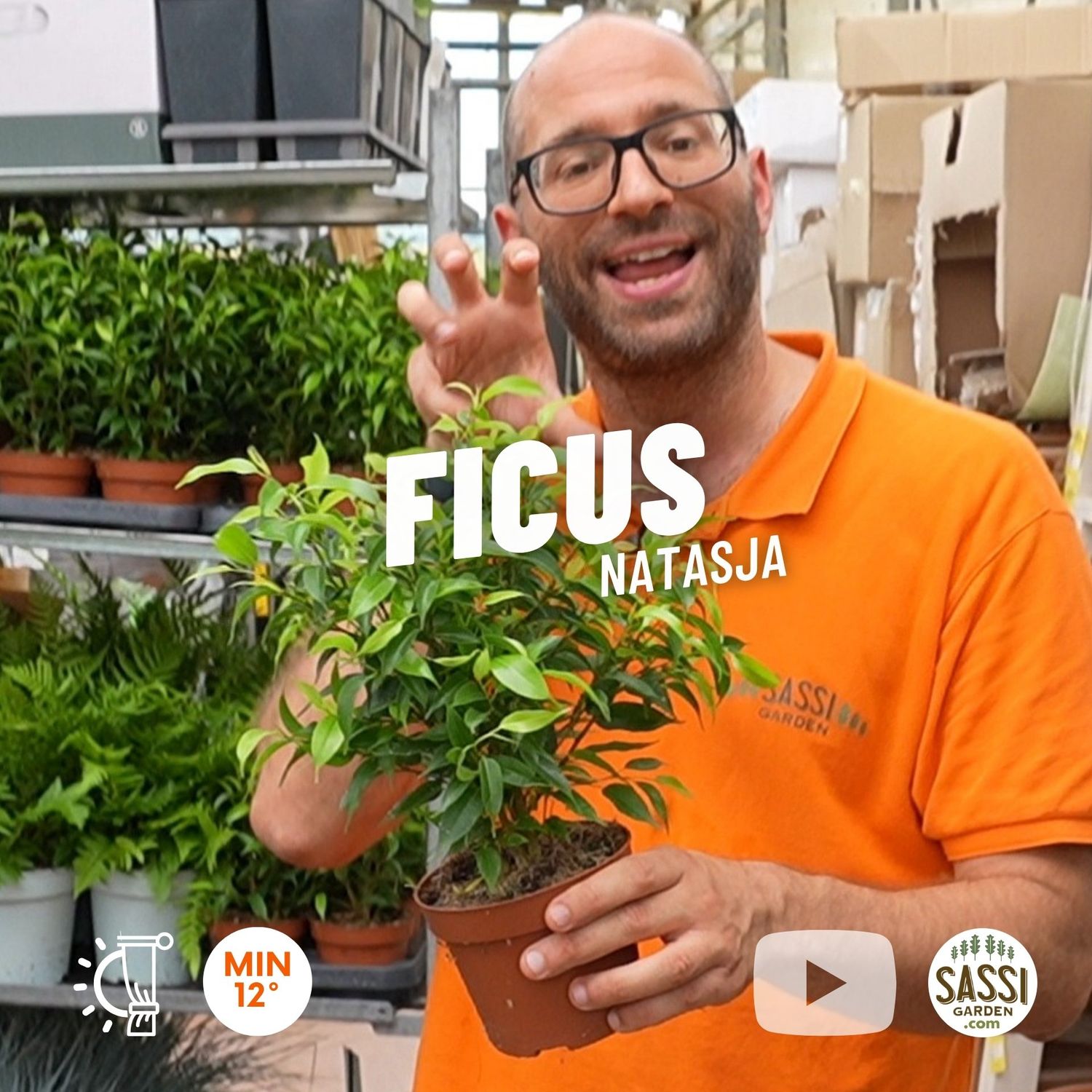 Ficus benjamina &#39;Natasja&#39; - vaso Ø12 cm