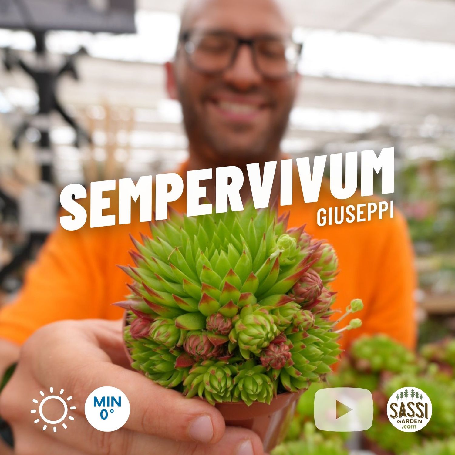 Sempervivum &#39;Giuseppi&#39; - vaso Ø9 cm