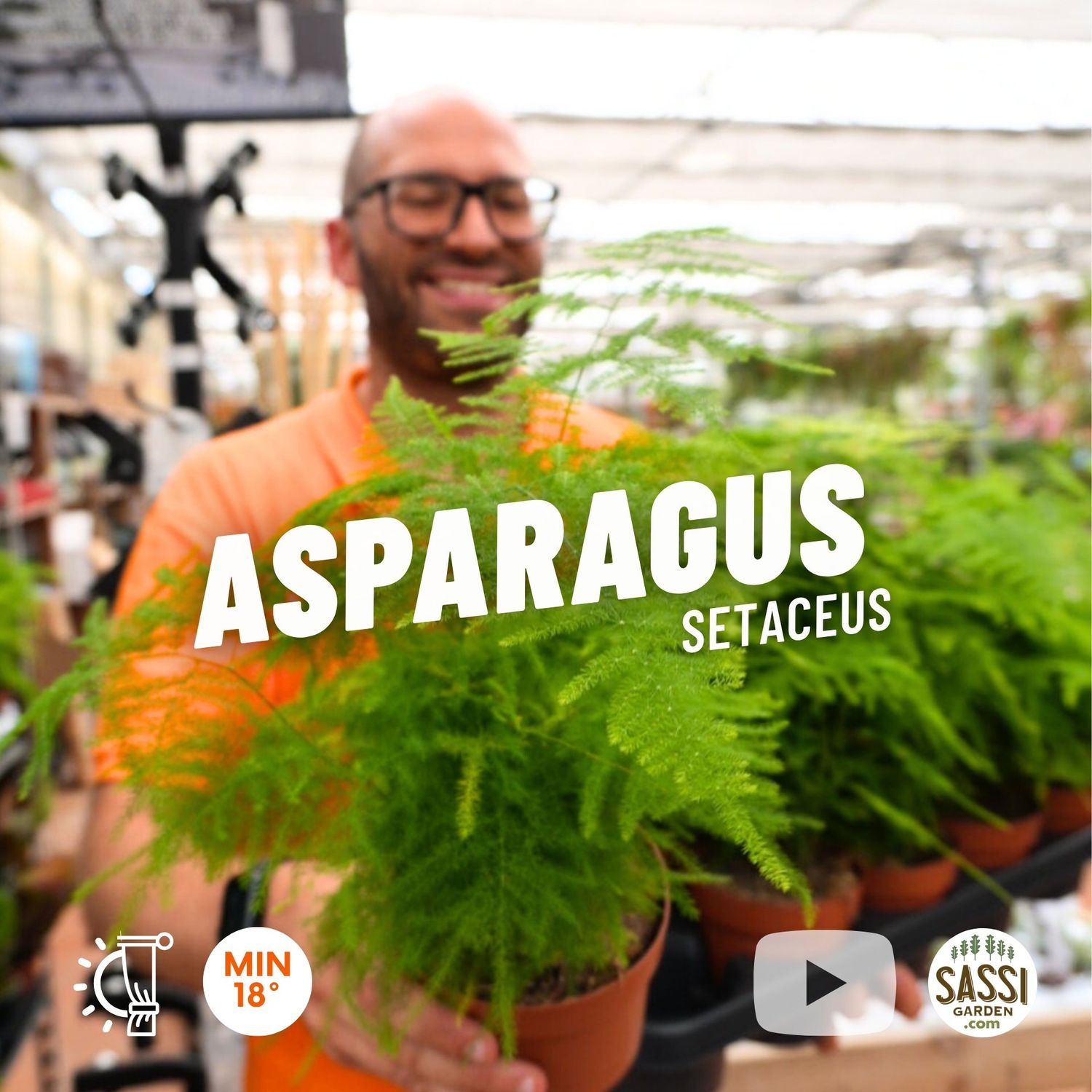 Asparagus setaceus, Asparago piumoso - vaso Ø12 cm