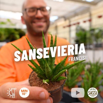 Sansevieria francisii - vaso Ø7 cm Sansevieria francisii - vaso Ø7 cm