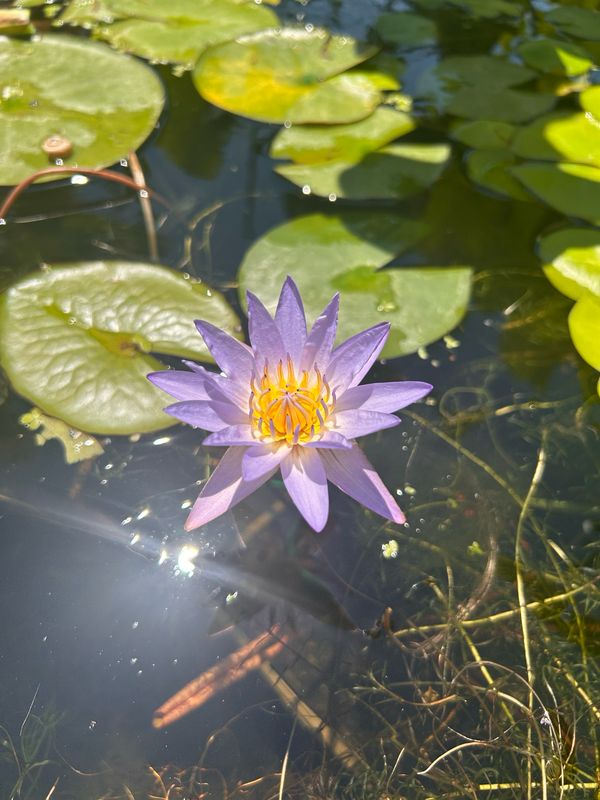 Ninfea, Nymphaea &#39;King of the Blues&#39; cestino Ø18 cm
