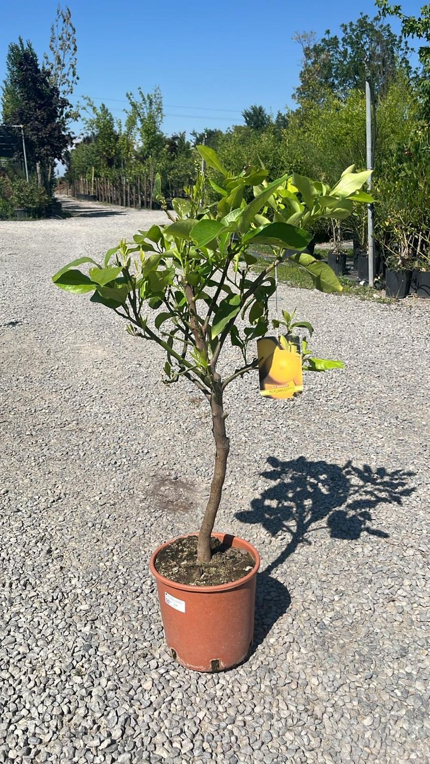 Bergamotto, Citrus Bergamia - vaso Ø21, h 70-80 cm