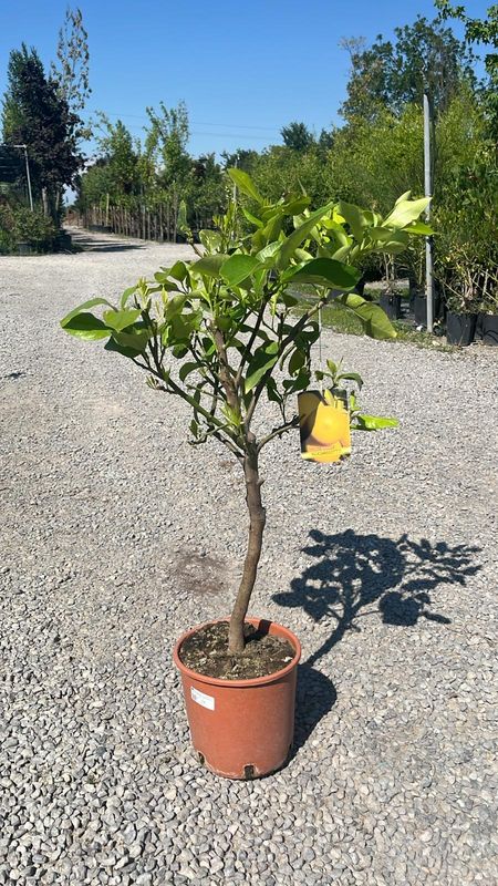 Bergamotto, Citrus Bergamia - vaso Ø21, h 70-80 cm