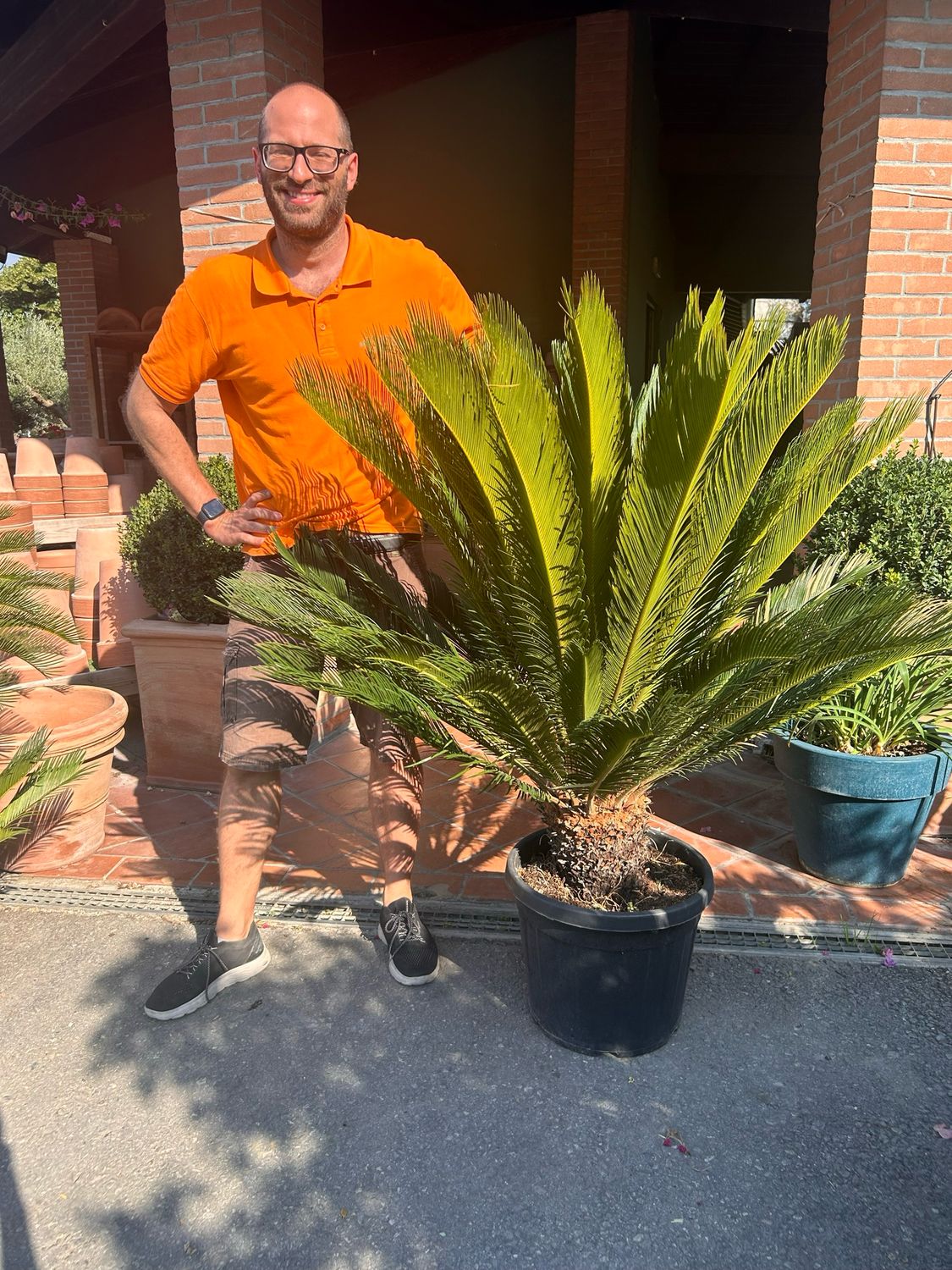 Cycas Revoluta, Cicas - vaso Ø 50 cm XXL