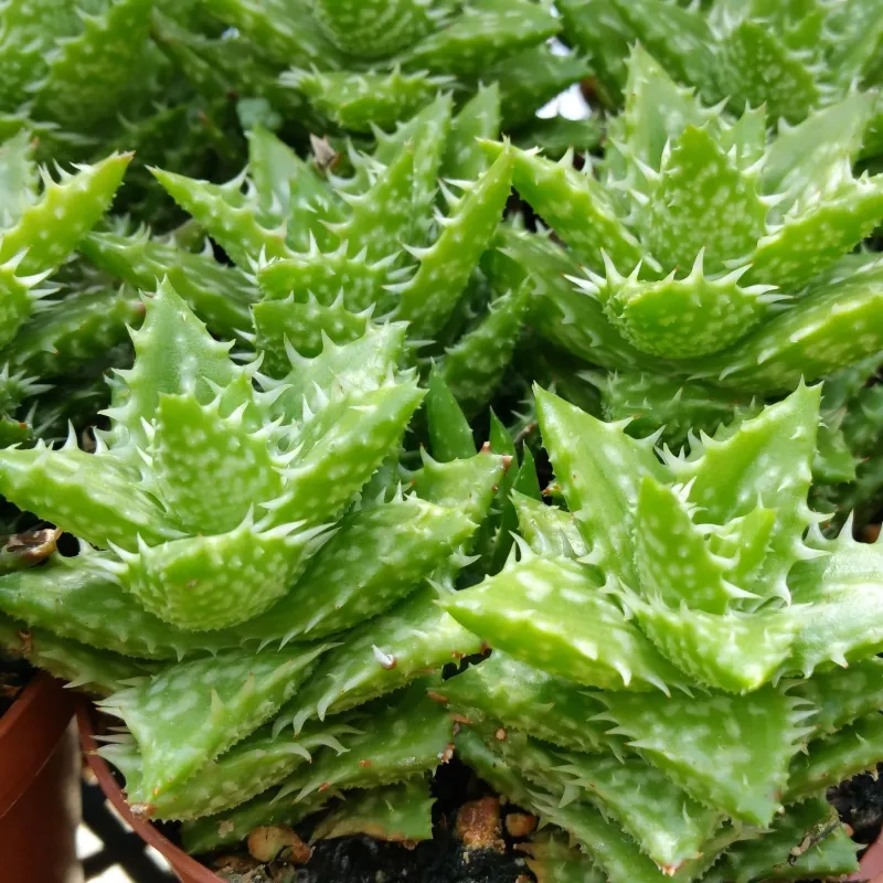 Aloe Squarrosa - vaso Ø8.5 cm