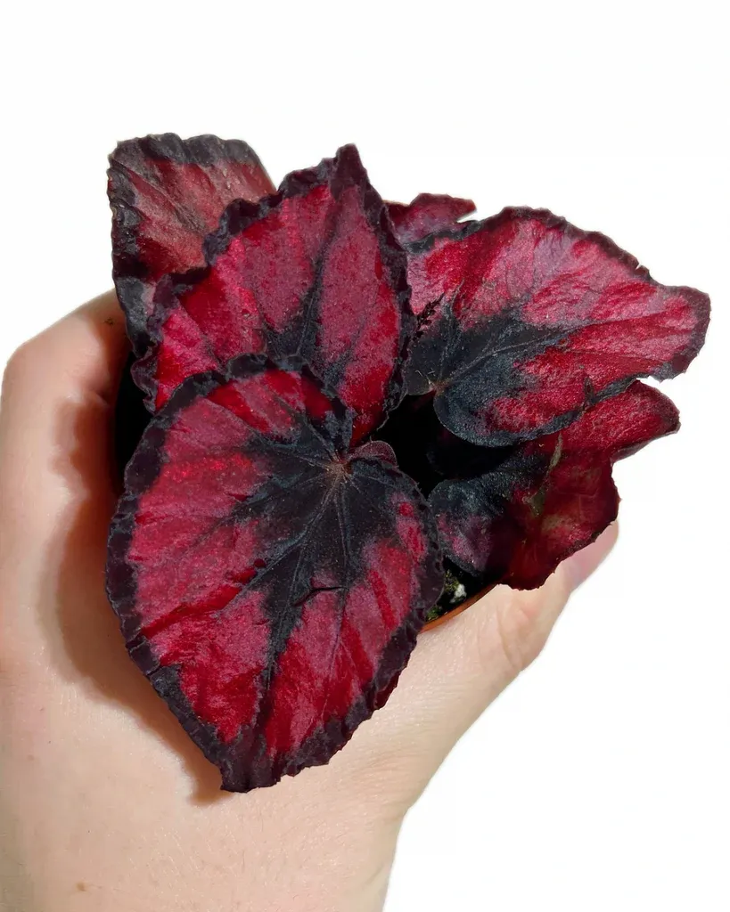 Begonia Blad Magic Colours Red Kiss - vaso Ø6 cm