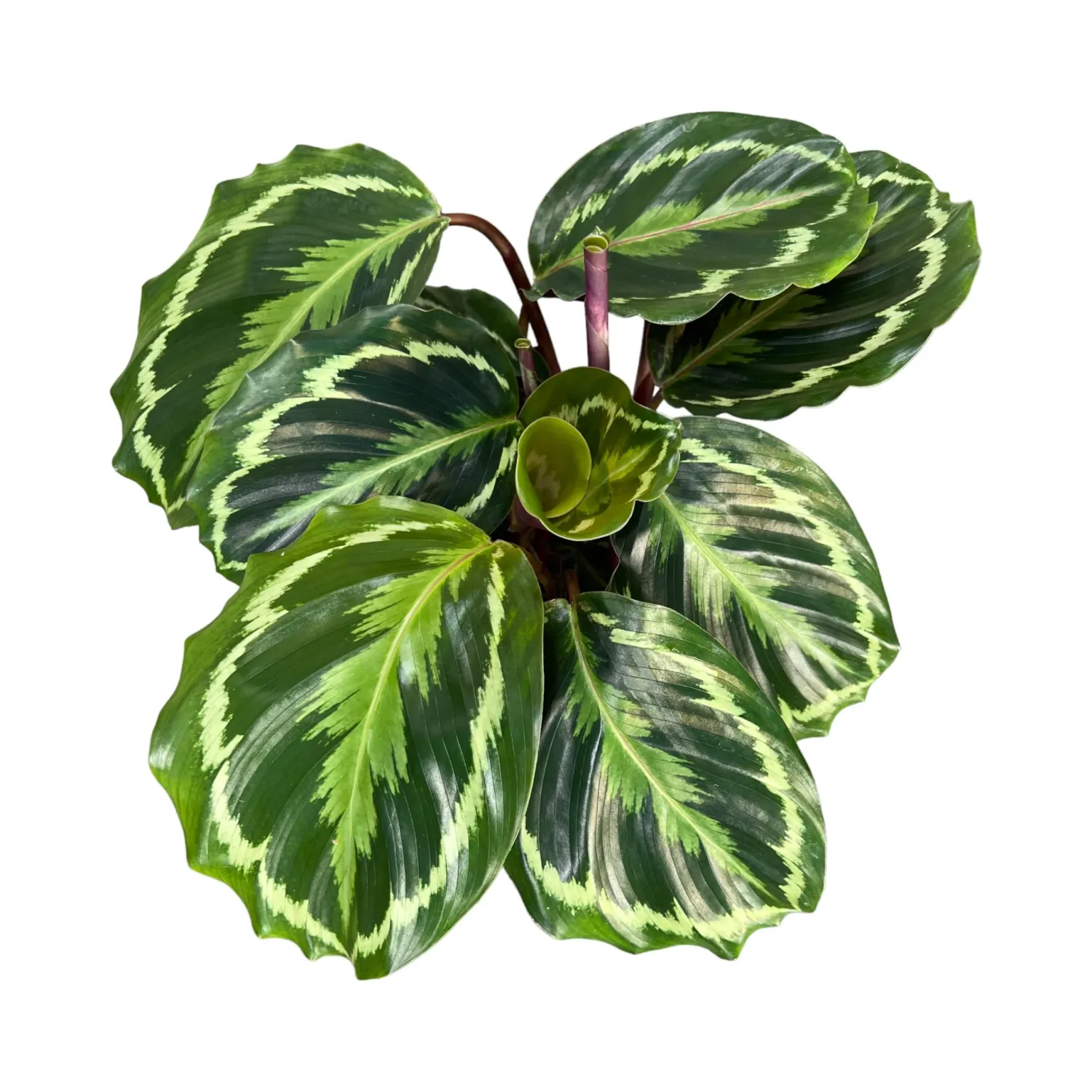 Calathea Medallion - vaso Ø19 cm