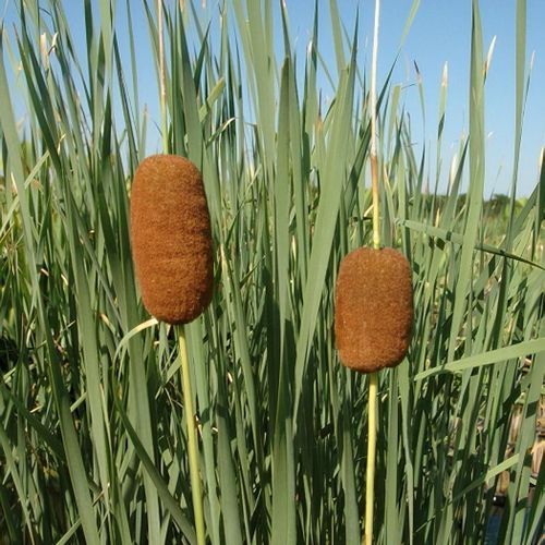 Typha Laxmannii - vaso Ø9 cm